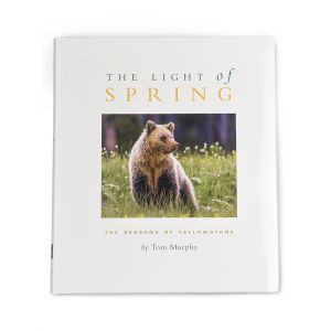 The Light of Spring by Tom Murphy