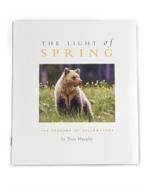 The Light of Spring by Tom Murphy